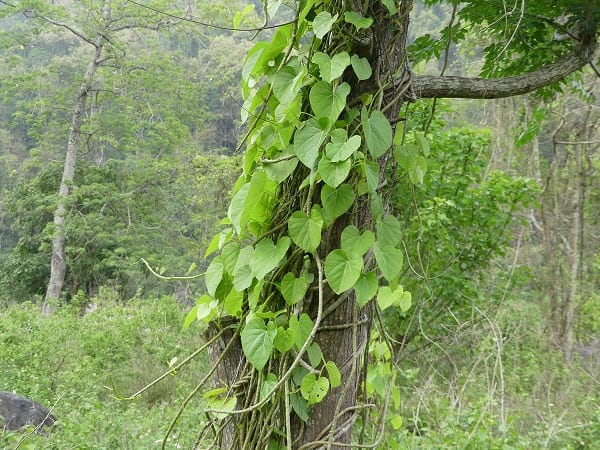 giloy juice in marathi, what is giloy called in marathi, gulvel plant benefits in marathi, gulvel uses gulvel benefits, tinospora cordifolia in marathi, gulvel benefits in marathi, gulvel medicinal uses in