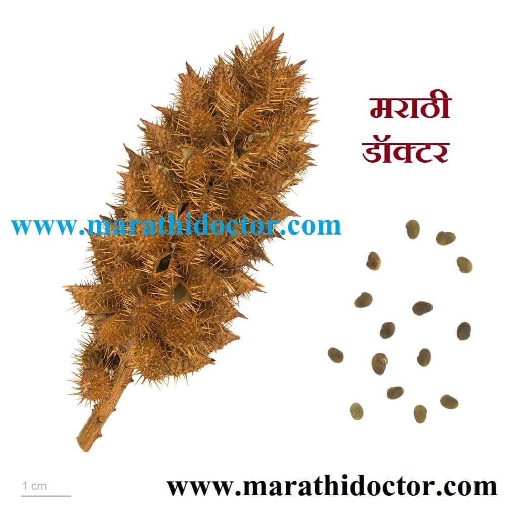 mulethi benefits, jeshthamadh, mulethi in english, mulethi in marathi, mulethi meaning in marathi, mulethi tree, licorice in marathi, mulethi images, mulethi powder in marathi, yashtimadhu plant, jeshthamadh benefits, licorice root in marathi, mulethi powder meaning in marathi, jeshthamadh in marathi, jeshthamadh che fayde, jest madh in marathi, ज्येष्ठमध माहिती, ज्येष्ठमध खाण्याचे फायदे, जेष्ठमधाचे फायदे, ज्येष्ठमध चूर्ण, ज्येष्ठमध उपयोग, ज्येष्ठमध म्हणजे काय ?, ज्येष्ठमध वनस्पती बद्दल माहिती, मुलेठी मराठी अर्थ, मुलेठी मराठी नाव,