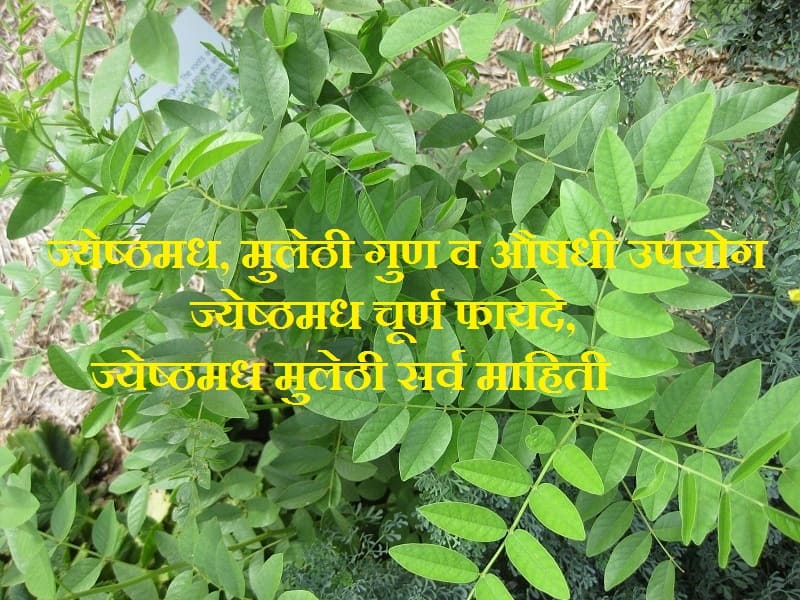 Mulethi in Marathi, Jeshthamadh, ज्येष्ठमध माहिती, ज्येष्ठमध खाण्याचे फायदे, जेष्ठमधाचे फायदे, ज्येष्ठमध चूर्ण, ज्येष्ठमध उपयोग, ज्येष्ठमध म्हणजे काय ?, ज्येष्ठमध वनस्पती बद्दल माहिती, मुलेठी मराठी अर्थ, मुलेठी मराठी नाव, Mulethi tree, Mulethi images, Jeshthamadh plant,
