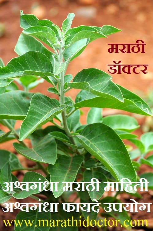 Ashwagandha in Marathi, Ashwagandha Uses in Marathi, Ashwagandha Meaning in Marathi, Ashwagandha Benefits in Marathi, Ashwagandha, Ashwagandha Marathi Mahiti अश्वगंधा मराठी माहिती, अश्वगंधा उपयोग मराठी, अश्वगंधा चे फायदे मराठी, अश्वगंधा गुण, अश्वगंधा फायदे, अश्वगंधा औषधी उपयोग, अश्वगंधा उपयोग, अश्वगंधा मराठी अर्थ, अश्वगंधा मराठी, ashwagandha powder in marathi, ashwagandha plant in marathi, ashwagandha information in marathi,