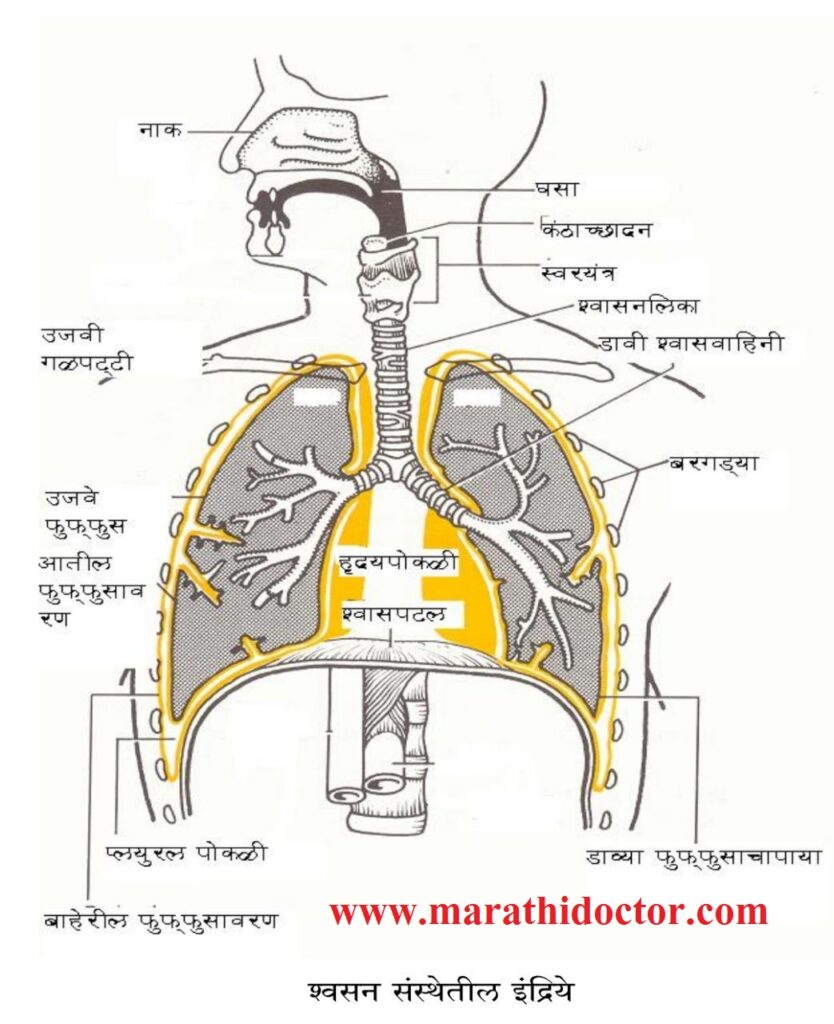 श्वसनसंस्थेतील अवयव, रचना व त्यांच्या कार्य Respiratory system in Marathi
