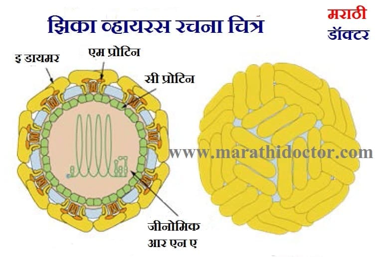 झिका विषाणू सर्व माहिती, झिका विषाणू काय आहे Zika Virus in Marathi, Zika Virus in Marathi Information, Zika Virus Symptoms in Marathi,